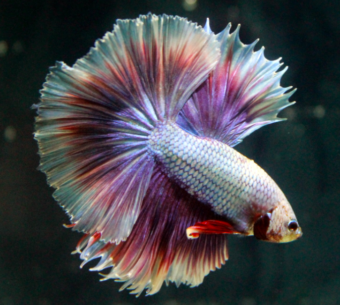 Cupang Halfmoon